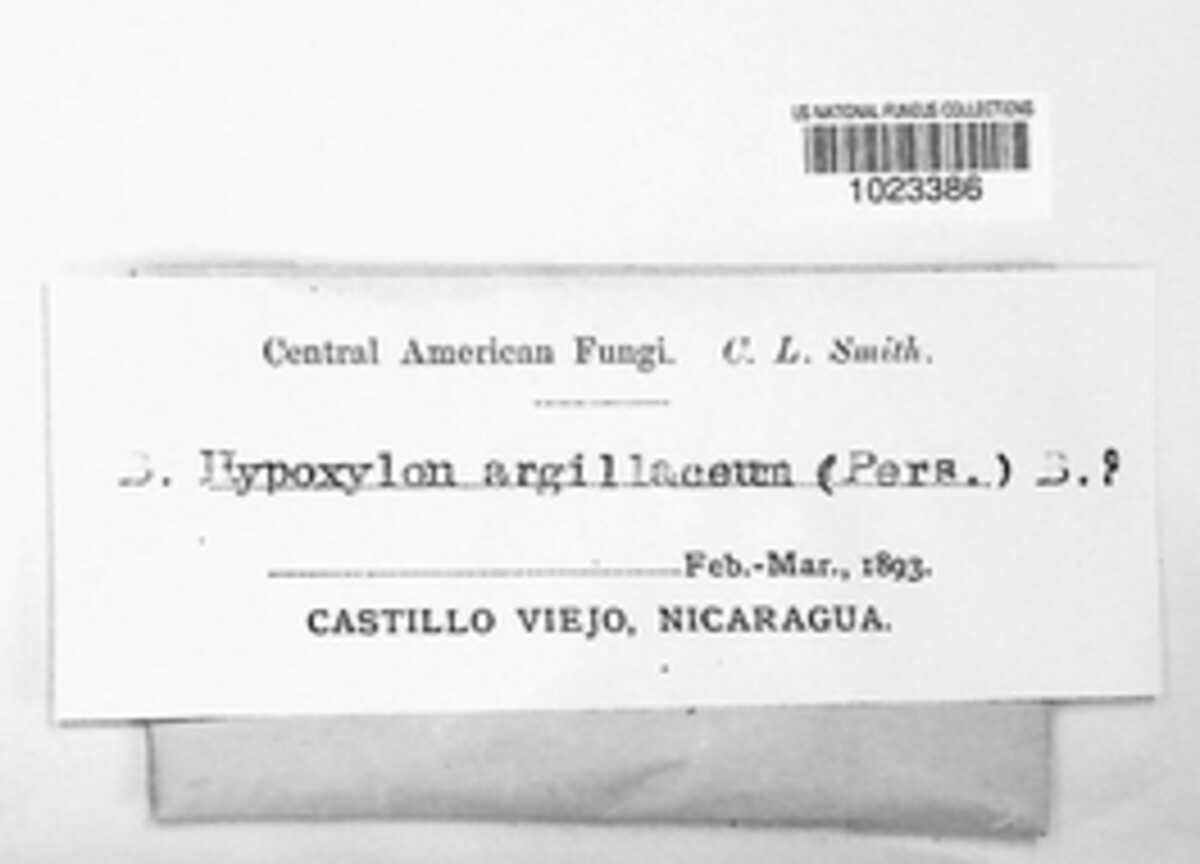 Hypoxylon fraxinophilum image